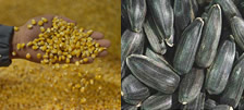 Lg Seeds Europe Quality